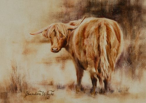 Highland Cow