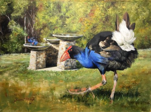 Pukeko