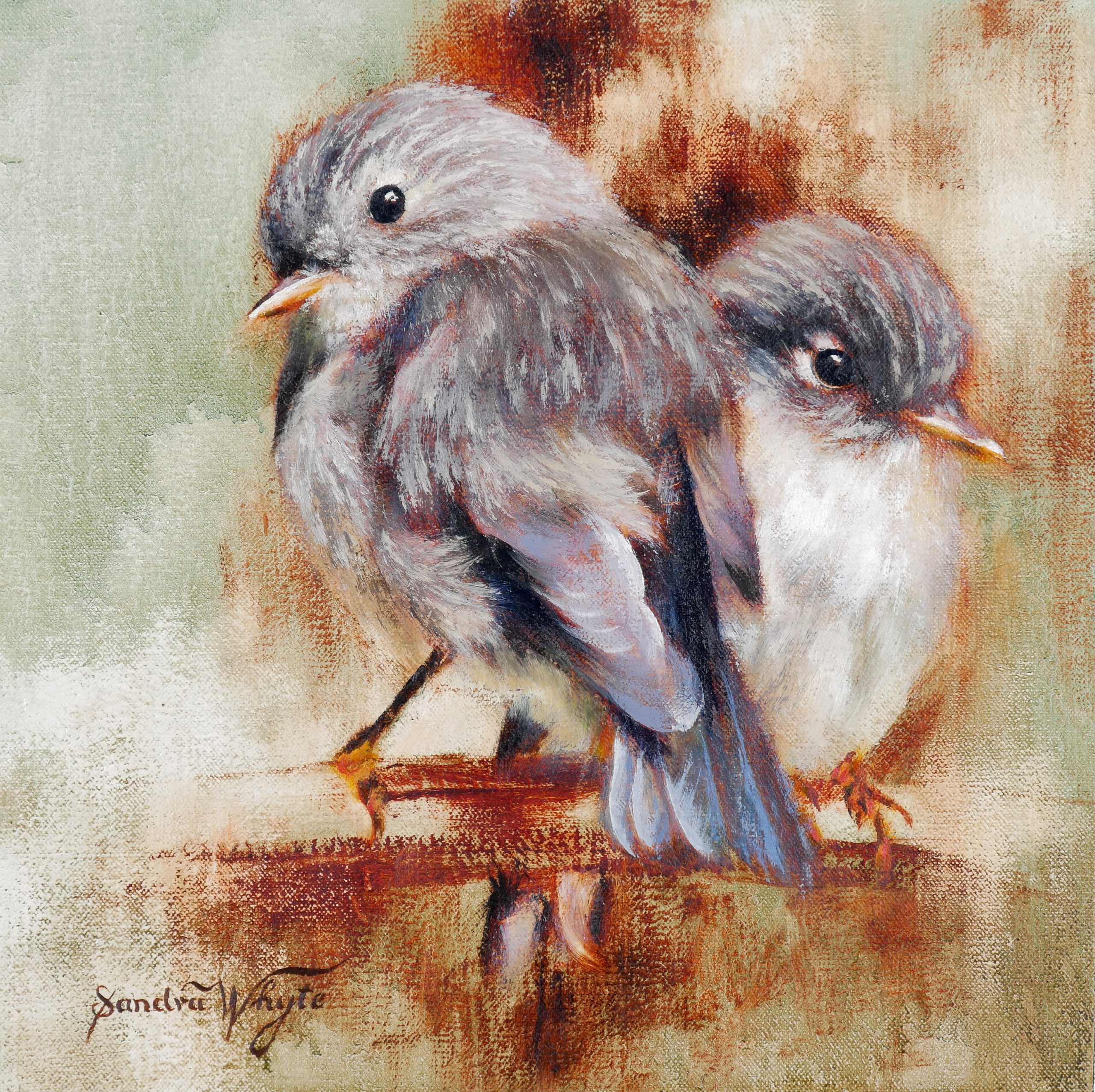 Tomtit-Babies Tomtit Babies